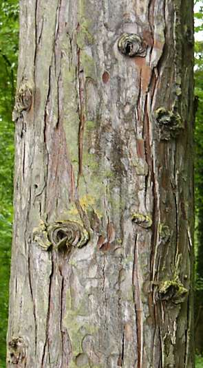 thuja_plicata_borke_2
