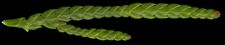 thuja_plicata_trieb_o_maerz_150