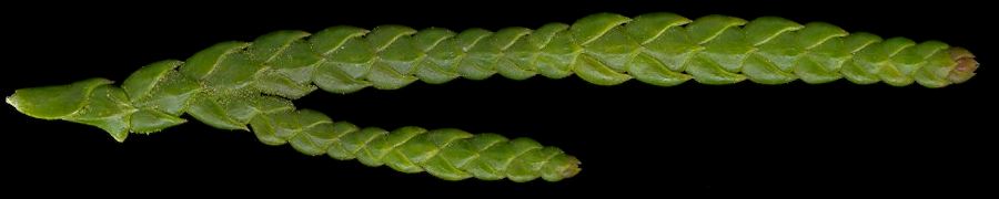 thuja_plicata_trieb_o_maerz_600