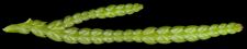 thuja_plicata_trieb_u_maerz_150