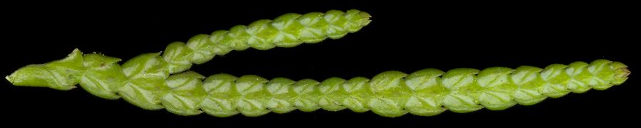 thuja_plicata_trieb_u_maerz_600