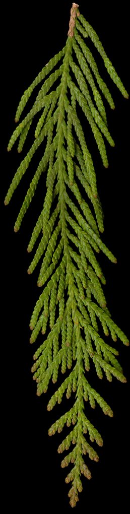thuja_plicata_zweig_o_maerz_150