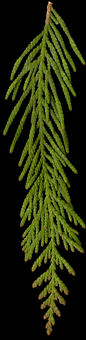 thuja_plicata_zweig_o_maerz_50