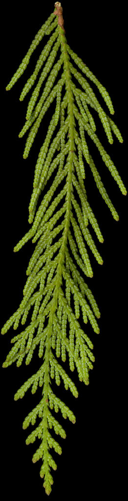 thuja_plicata_zweig_u_maerz_150