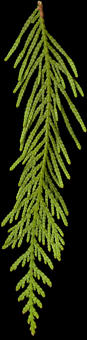 thuja_plicata_zweig_u_maerz_50