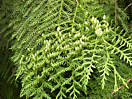 thuja_plicata_zweige_1