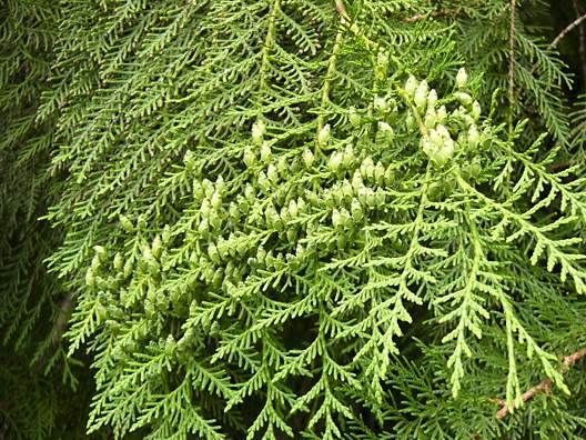 thuja_plicata_zweige_2