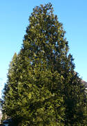 thujopsis_dolabrata_baum_januar_1