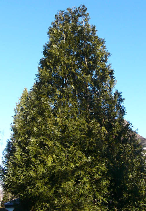 thujopsis_dolabrata_baum_januar_2