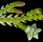 thujopsis_dolabrate_blueten_mw_mai_150