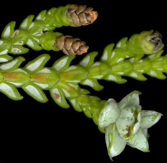thujopsis_dolabrate_blueten_mw_mai_600