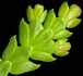 thujopsis_dolabrate_triebe_o_maerz_150