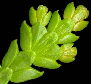 thujopsis_dolabrate_triebe_o_maerz_600