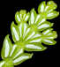 thujopsis_dolabrate_triebe_u_maerz_150