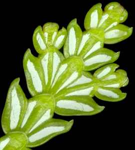 thujopsis_dolabrate_triebe_u_maerz_600