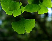 ginkgo_biloba_blaetter_juni_1