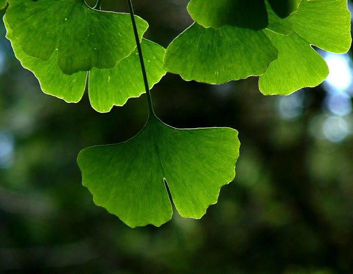 ginkgo_biloba_blaetter_juni_2