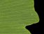ginkgo_biloba_blatt_o_juni_150