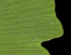 ginkgo_biloba_blatt_o_juni_600