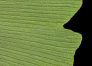 ginkgo_biloba_blatt_u_juni_150