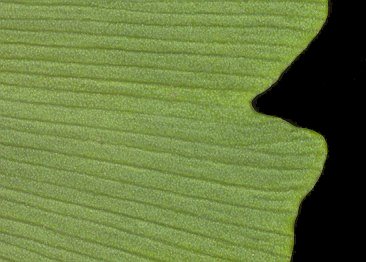 ginkgo_biloba_blatt_u_juni_600