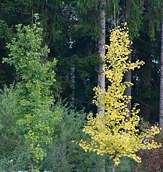ginkgo_biloba_kleine_baeume_oktober_1