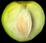ginkgo_biloba_same_schnitt_150