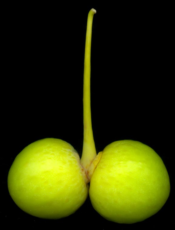 ginkgo_biloba_fruechte_unreif_300