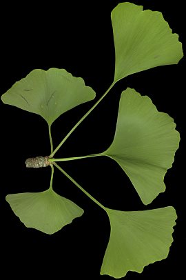 ginkgo_biloba_trieb_o_juni_50