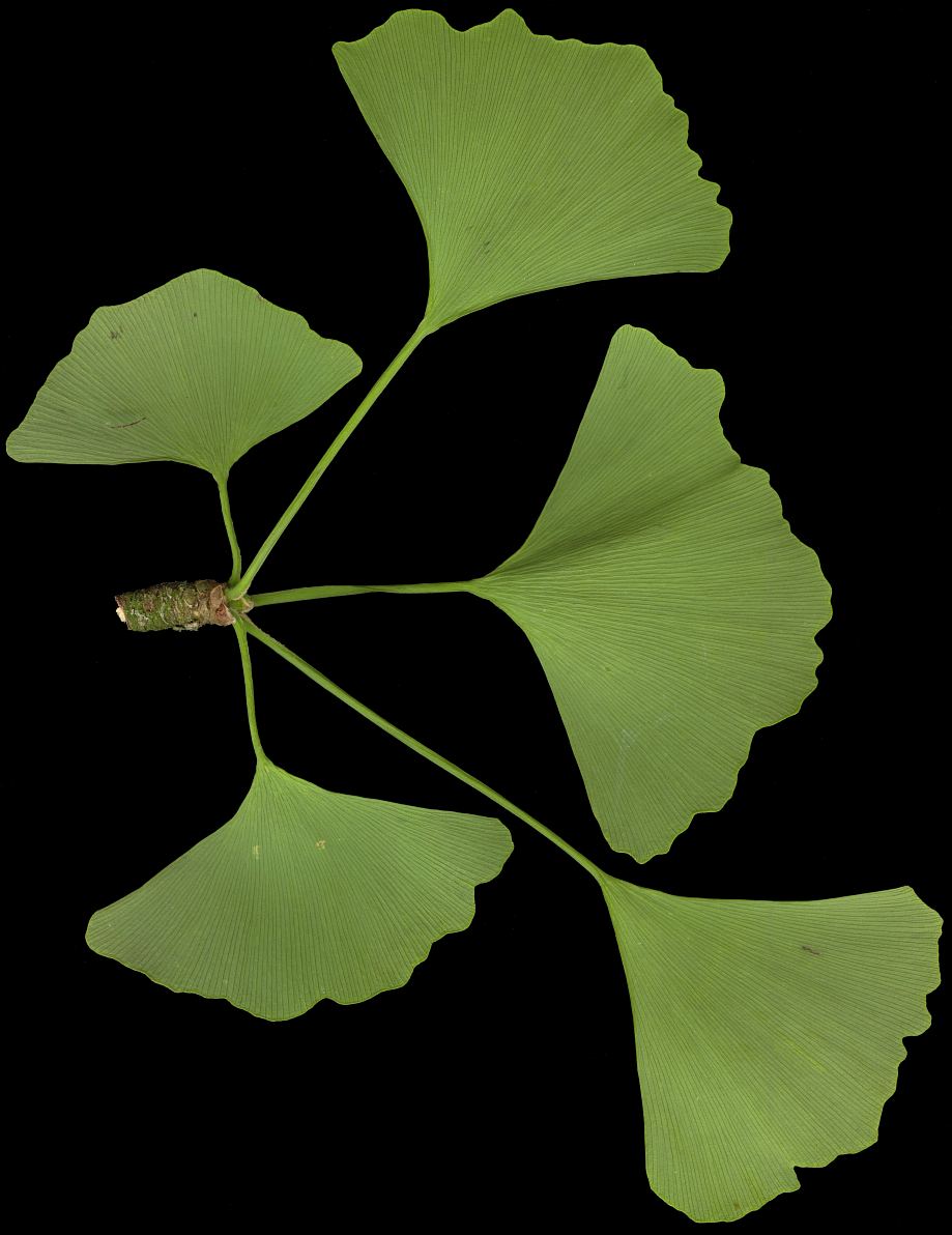 ginkgo_biloba_trieb_u_juni_150