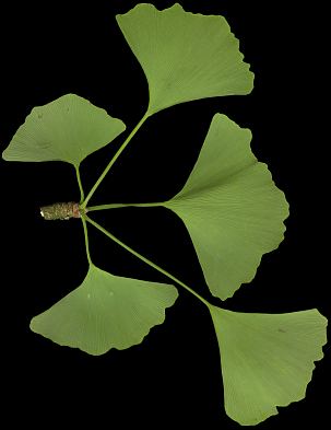 ginkgo_biloba_trieb_u_juni_50