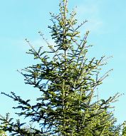 abies_alba_baum_mittel_mai