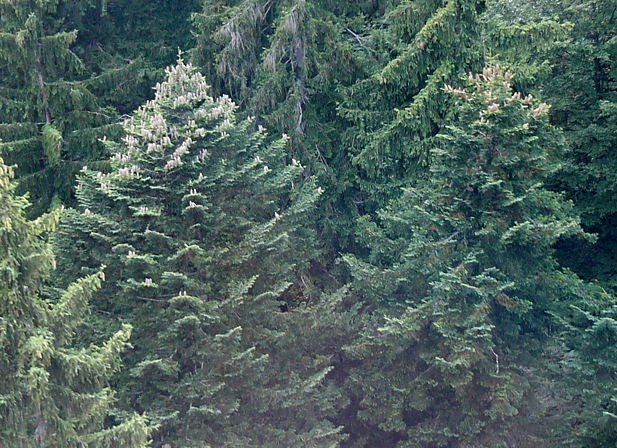 abies_alba_bestand_september_2