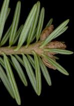 abies_alba_knospen_u_maerz_150