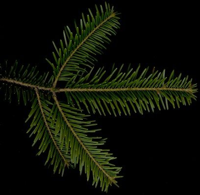 abies_alba_zweig_o_sonn_maerz_50