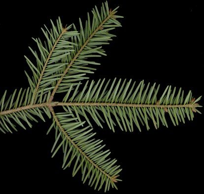 abies_alba_zweig_u_sonn_maerz_50