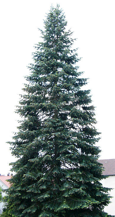 abies_concolor_baum_mai_2