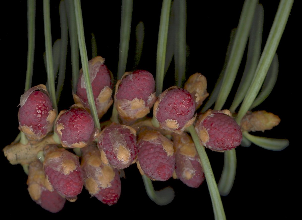 abies_concolor_blueten-m_apr_600