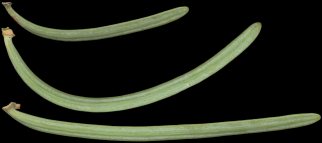 abies_concolor_nadeln_u_apr_150