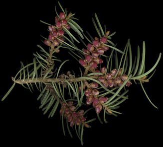 abies_concolor_zweig_u_apr_50