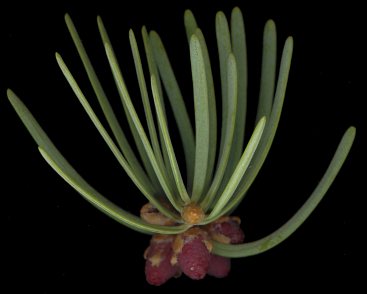 abies_concolor_zweig_v_apr_150