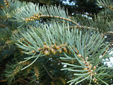 abies_concolor_zweige_april