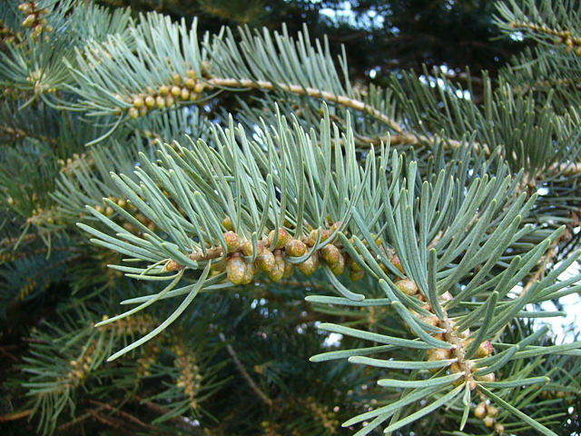 abies_concolor_zweige_april_2