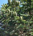 abies_concolor_zweige_zapfen_juli