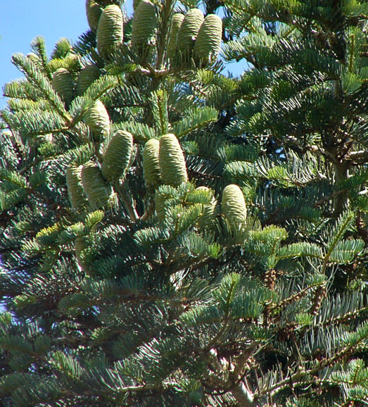 abies_concolor_zweige_zapfen_juli_2