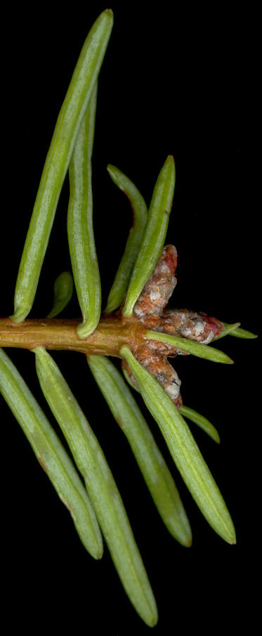 abies_grandis_knospen_u_april_600