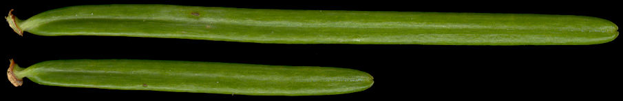 abies_grandis_nadeln_o_april_600