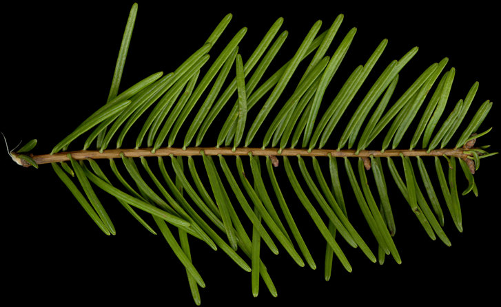 abies_grandis_zweig_o_april_150