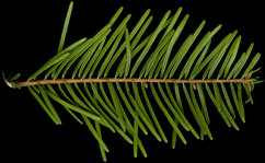 abies_grandis_zweig_o_april_50