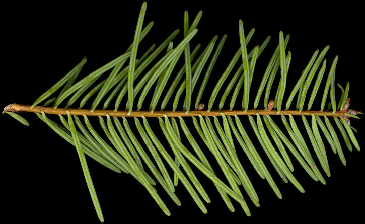 abies_grandis_zweig_u_april_150